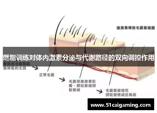 燃脂训练对体内激素分泌与代谢路径的双向调控作用